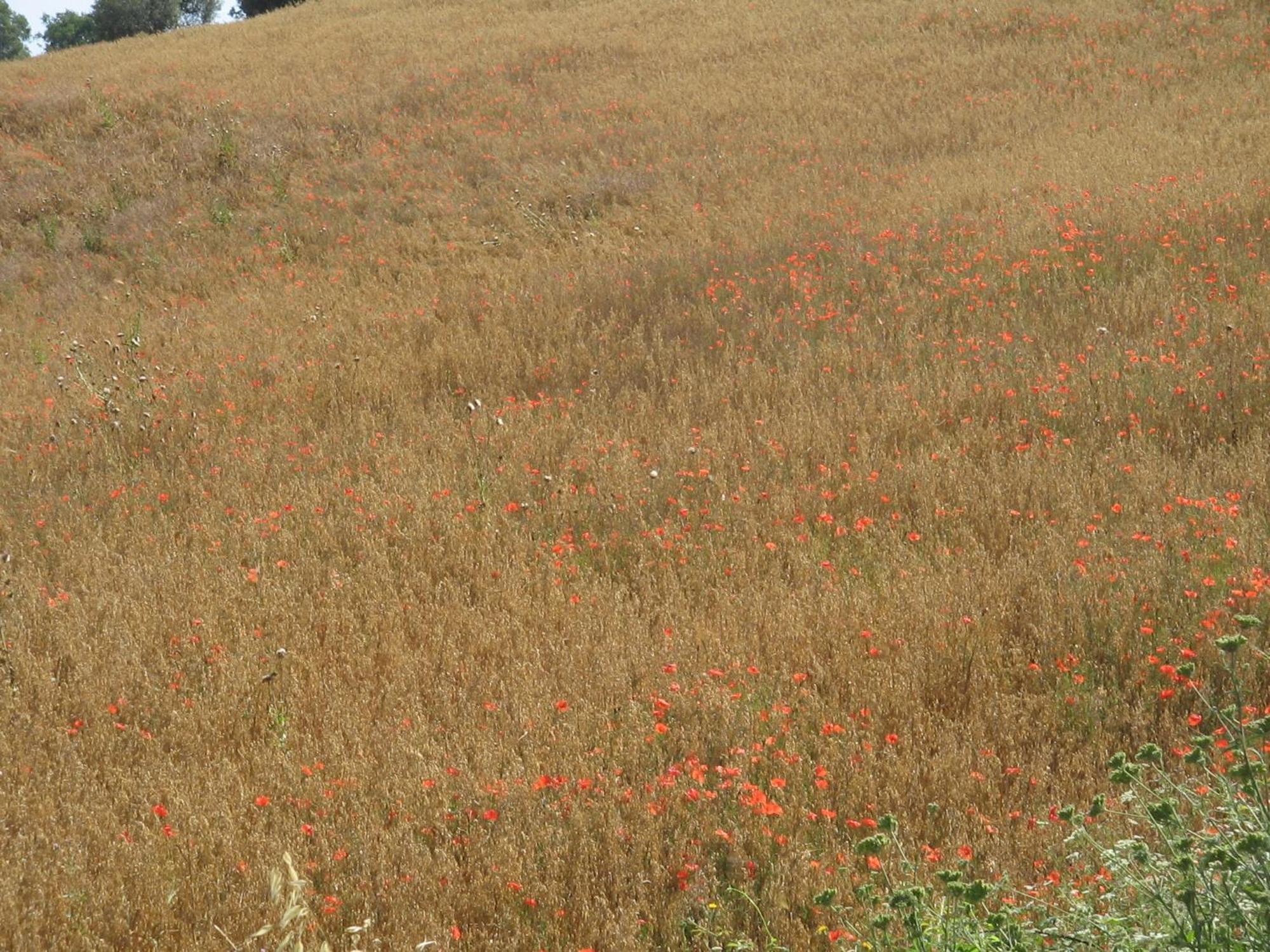 מנצ'יאנו Agriturismo Cavallin Del Bufalo מראה חיצוני תמונה